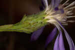 Georgia aster